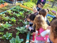 estudantes-de-balneario-camboriu-plantam-os-proprios-legumes-e-verduras-em-escola