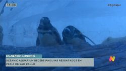 oceanic-aquarium-recebe-pinguins-resgatados-em-praia-de-sao-paulo