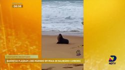 lobo-marinho-e-flagrado-em-praia-de-balneario-camboriu