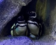 casal-de-pinguins-rachel-e-chandler,-do-aquario-de-balneario-camboriu,-espera-dois-filhotes