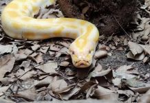 cobra-gigante-resgatada-em-portao-de-casa-ficara-no-zoologico-balneario-camboriu