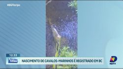 fenomeno-raro:-aquario-registra-nascimento-historico-de-cavalos-marinhos-em-balneario-camboriu