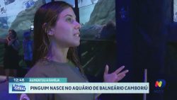 pinguim-nasce-em-aquario-de-balneario-camboriu