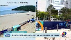 arvores-sao-plantadas-na-nova-orla-da-praia-em-balneario-camboriu