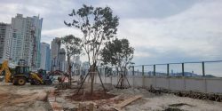 praia-de-balneario-camboriu-comeca-a-receber-arborizacao;-serao-2,5-mil-arvores-plantadas