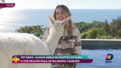 gigi,-a-alpaca-que-faz-sucesso-em-balneario-camboriu