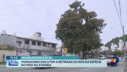 arvore-no-meio-da-avenida-em-bc-divide-opinioes-dos-moradores