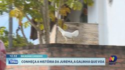 “jurema,-a-galinha-voadora-que-desafiou-a-celesc-em-balneario-camboriu