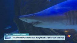 tubaroes-e-seus-ovos:-conheca-o-novo-bercario-do-aquario-de-balneario-camboriu